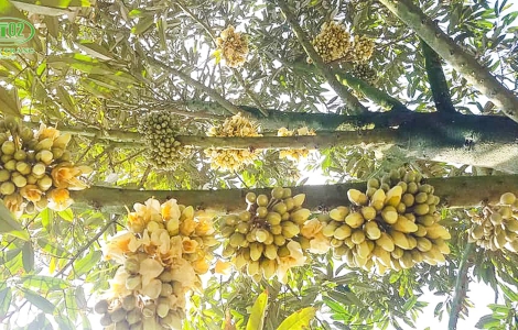 CHĂM SÓC CÂY SẦU RIÊNG GIAI ĐOẠN TRÁI NON