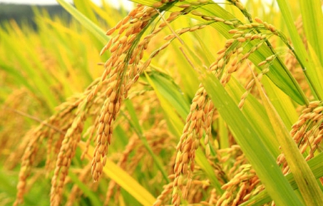 Quy Trình Sử Dụng Phân Bón Trên Lúa