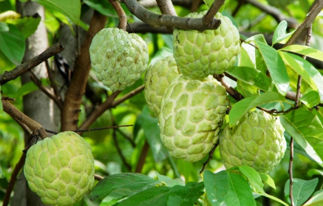 QUY TRÌNH CHĂM SÓC CÂY MÃNG CẦU