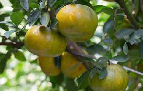 QUY TRÌNH CHĂM SÓC CÂY MÚI BẰNG PHÂN BÓN CỦA FUTURE FARMS