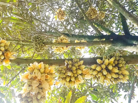 CHĂM SÓC CÂY SẦU RIÊNG GIAI ĐOẠN TRÁI NON