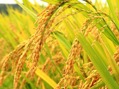 Quy Trình Sử Dụng Phân Bón Trên Lúa
