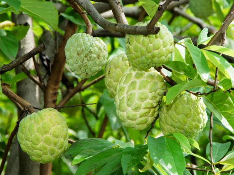 QUY TRÌNH CHĂM SÓC CÂY MÃNG CẦU
