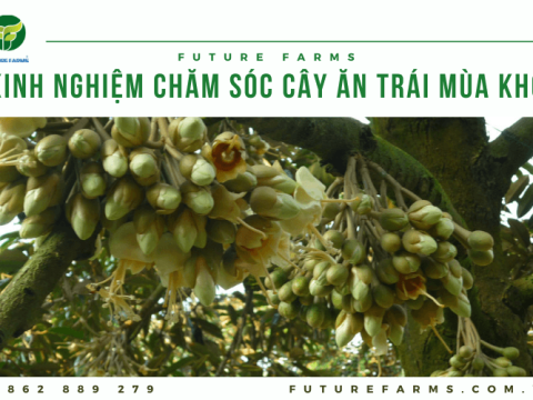 Mách bà con kinh nghiệm chăm sóc cây ăn trái mùa khô