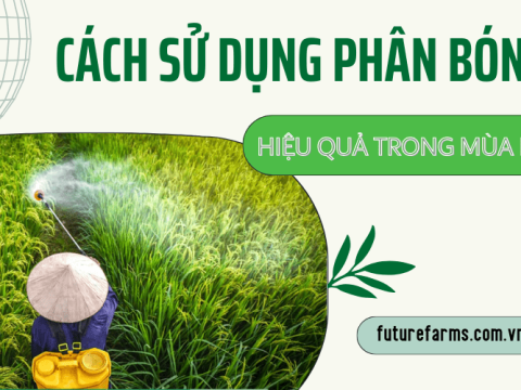 Mách bạn cách sử dụng phân bón qua lá hiệu quả trong mùa khô