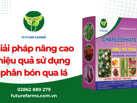 Những giải pháp giúp nâng cao hiệu quả khi sử dụng phân bón qua lá