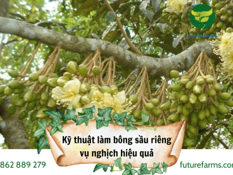Khám phá kỹ thuật làm bông sầu riêng vụ nghịch hiệu quả