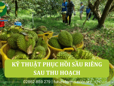 Tìm hiểu kỹ thuật phục hồi sầu riêng hiệu quả sau khi thu hoạch